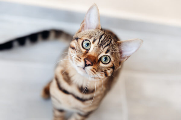 Portrait of bengal cat sitting down and look at camera. top view
bengal cat, look at camera, muzzle, top view, pet, animal, pedigreed, friend, purr, home, sitting, face, purebred, paw, portrait, breed, pedigree, tail, fur, domestic, bengal, background, indoor, studio, room, close up, cat, lifestyle, happy, positive emotions, copy space, glamor, day, blurred background, look, pose, eyes, ears, mammal, pure-bred, thoroughbred, short-haired, nicely, cute, sensuality
Portrait of bengal cat sitting down and look at camera. top view.